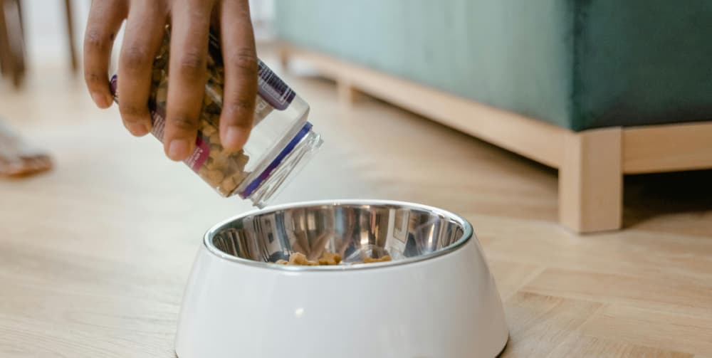 Person Putting Dog Foo on Bowl
                  