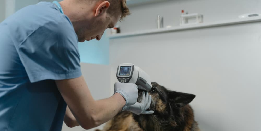 A Vet Checking a Dog Eyes Using a Medical Equipment
                  