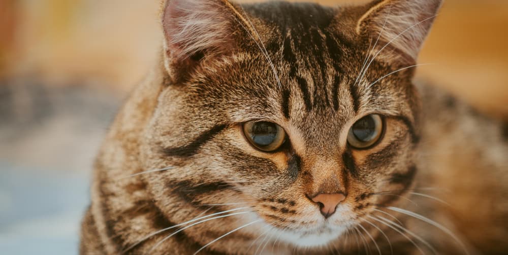 Brown Tabby Cat in Close Up Photography
                  