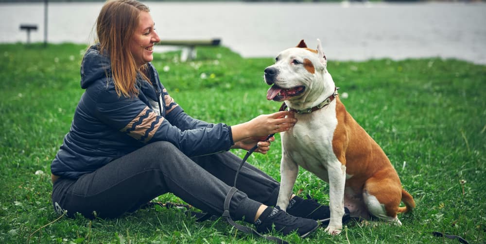 Photo of a Woman Sitting on the Grass with Her American Staffordshire Terrier Dog
                  