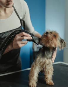 A Person Grooming the Dog
                        