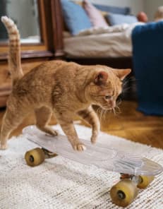 Orange Tabby Cat on Penny Board
                        