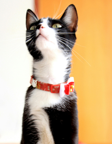 Closeup Photo of Black and White Cat